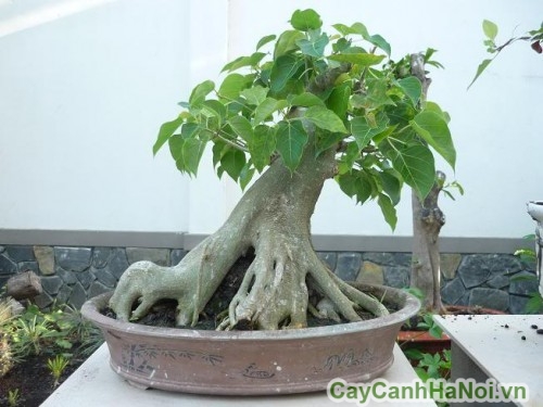 Cây bồ đề là nguồn nguyên liệu bonsai lý tưởng