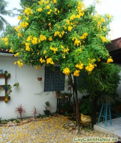 Cây chuông vàng trồng trong sân nhà
