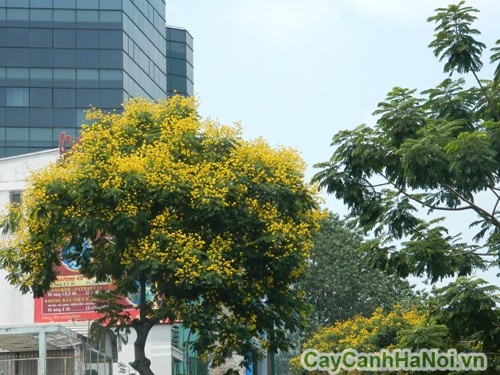 Cây điệp vàng loại cây cảnh đô thị được ưa trồng