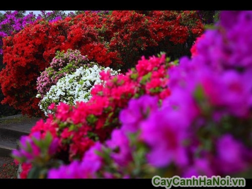 Hoa đỗ quyên có nhiều màu sắc