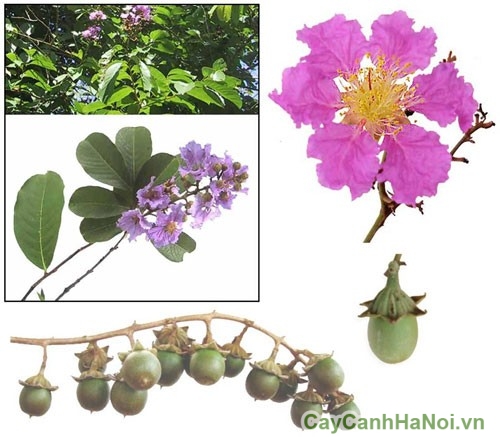 Chi tiết hoa và quả bằng lăng