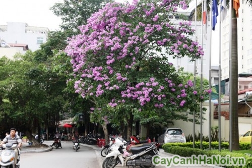 Cây bằng lăng trồng trên phố