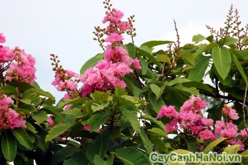 Hoa bằng lăng hồng