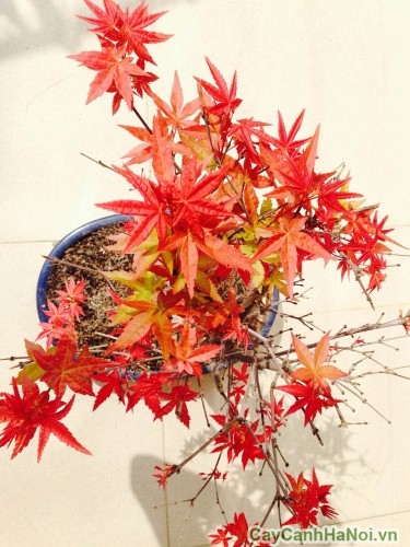 Lá cây phong đổi sang màu cam rồi đỏ vào mùa thu