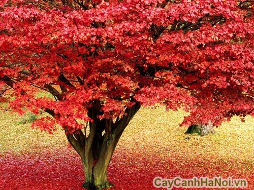 Cây phong lá đỏ với màu lá bắt mắt