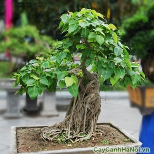 Cây bồ đề bonsai