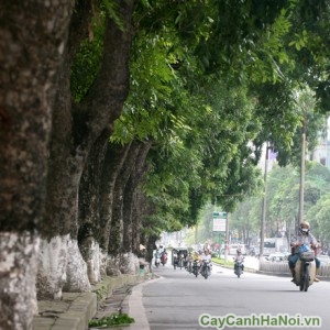 Hàng cây xà cừ trên đường phố Hà Nội