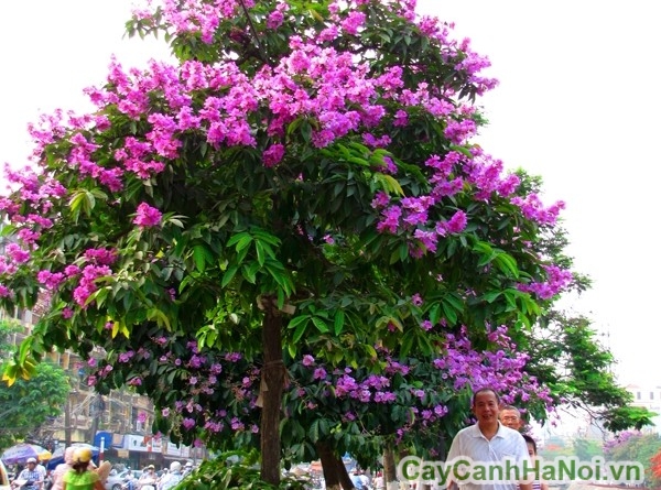 Cây bằng lăng cho bóng mát và hoa đẹp