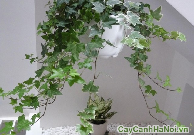 Thường xuân là một giải pháp hữu hiệu giúp hút khí độc