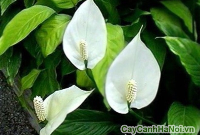 Lan ý là sự lựa chọn kinh tế và hiệu quả