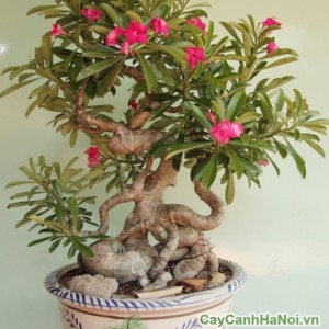 Cây hoa sứ - Nguyên liệu bonsai lý tưởng