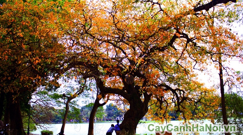 Cây lộc vừng chuyển vàng bên bờ hồ