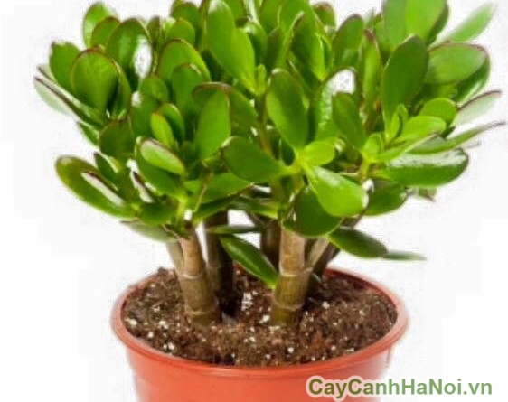 Cây ngọc bích cũng mang nhiều ý nghĩa tài lộc