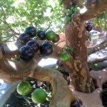 Quả cây nho thân gỗ khi non màu xanh, chín chuyển màu tím