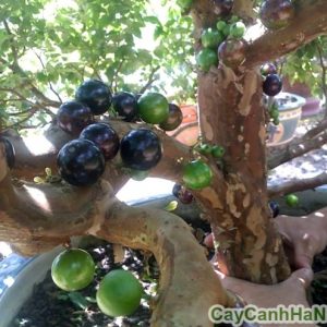 Quả cây nho thân gỗ khi non màu xanh, chín chuyển màu tím