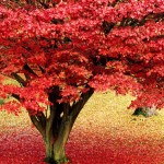 Cây phong lá đỏ với màu lá bắt mắt