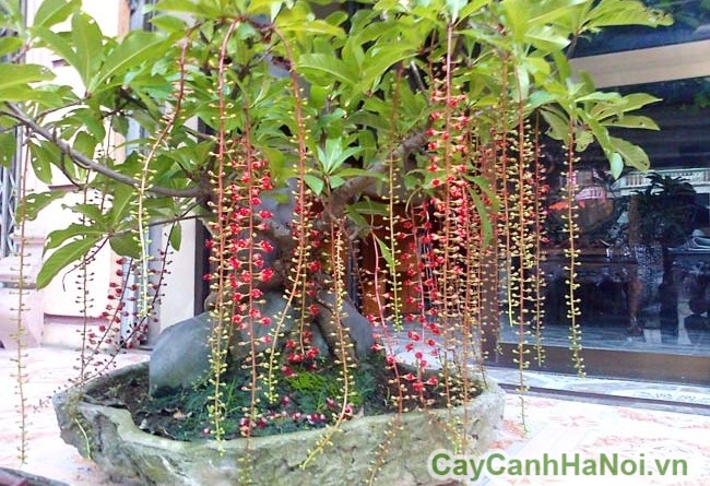 Cây lộc vừng - Cây tài lộc nên trồng trong sân vườn