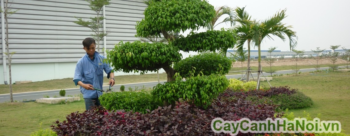 Cây sẽ luôn phát triển tốt nhờ dịch vụ chăm sóc cây xanh