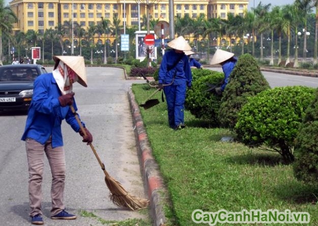 Chăm sóc cây xanh trong đô thị