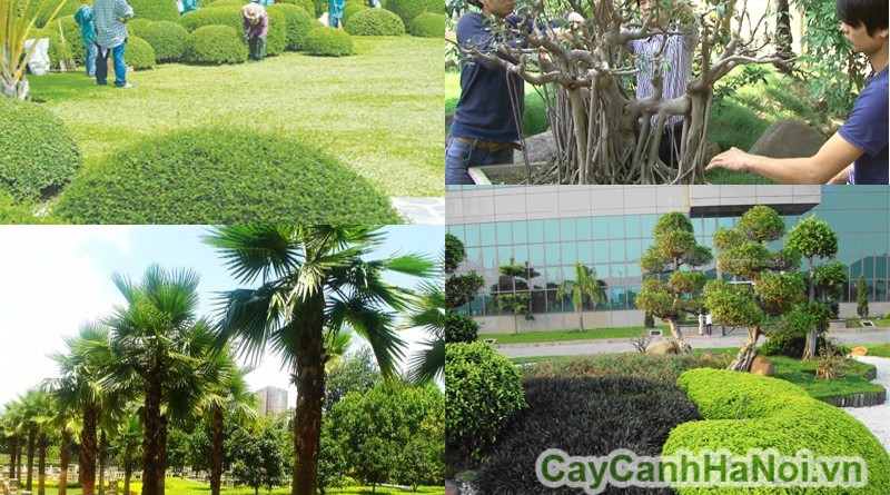 Dịch vụ chăm sóc cây xanh