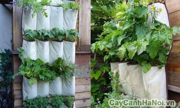 Trồng rau theo phương pháp thẳng đứng cho năng suất cao