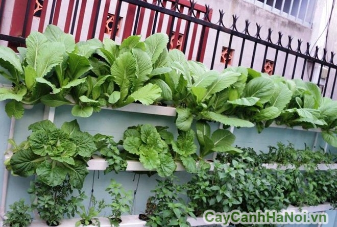 Bảo vệ cây khỏi thú nuôi với vườn thẳng đứng