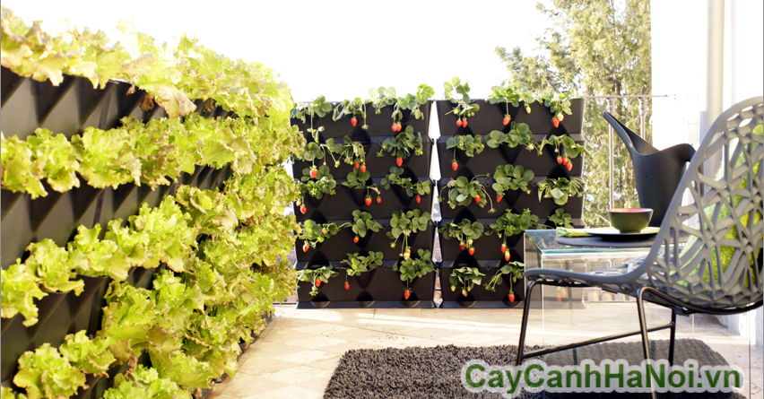 Vườn thẳng đứng giúp tiết kiệm không gian