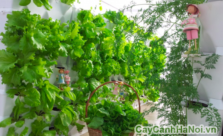 Việc thu hoạch rau trở nên dễ dàng hơn với vườn thẳng đứng