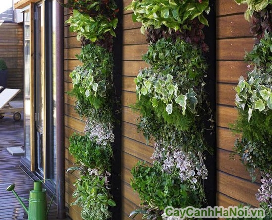 Có thể trồng xen nhiều loại cây trong vườn thẳng đứng