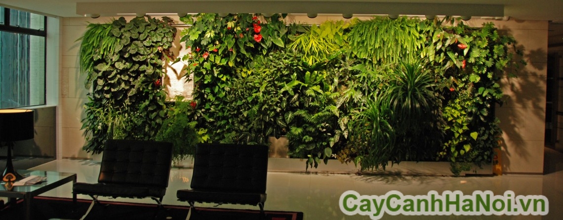 Vườn thẳng đứng trong văn phòng
