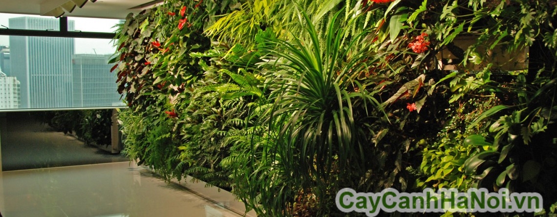 Vườn thẳng đứng ở lối đi