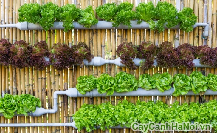 Trông rau sạch theo phương pháp thẳng đứng