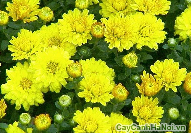 Hoa cúc - Cây cảnh tết tượng trưng cho phúc lộc