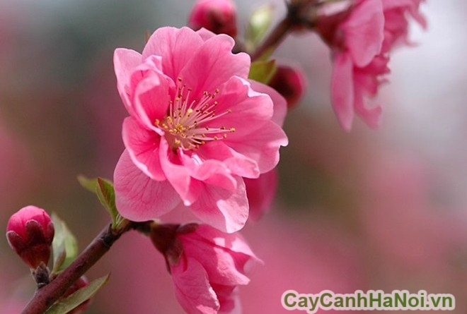 Hoa đào - Loại cây cảnh Tết điển hình
