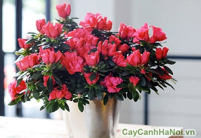 Hoa đỗ quyên tượng trưng cho sự sung túc