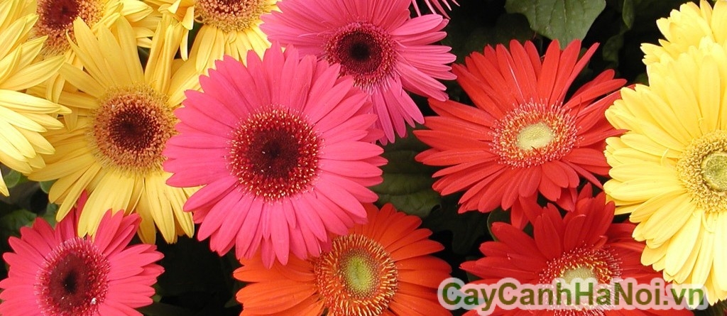 Hoa đồng tiền - Cây cảnh tết mang tài lộc