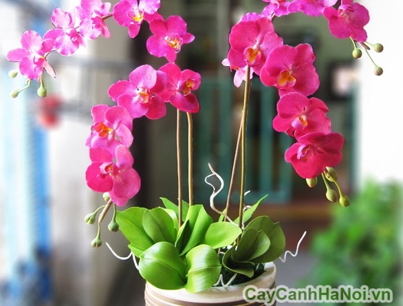 Hoa lan là loại cây cảnh tết mang đầy nét sang trọng