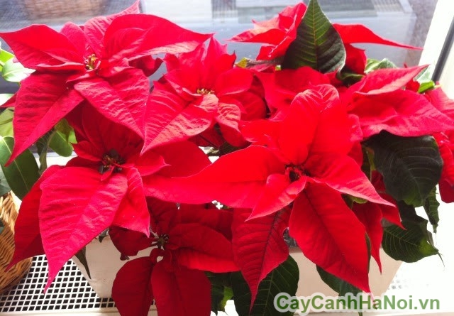 Hoa trạng nguyên mang vẻ đẹp tinh khôi